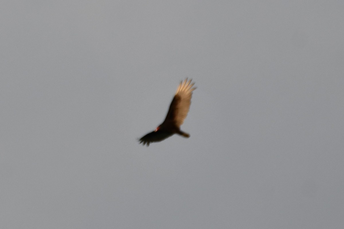 Turkey Vulture - Carmen Ricer