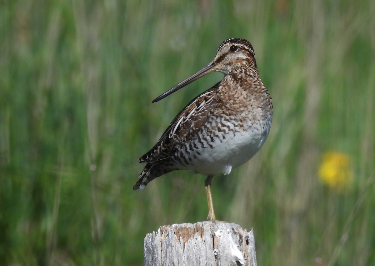 Wilson's Snipe - Joanne Muis Redwood