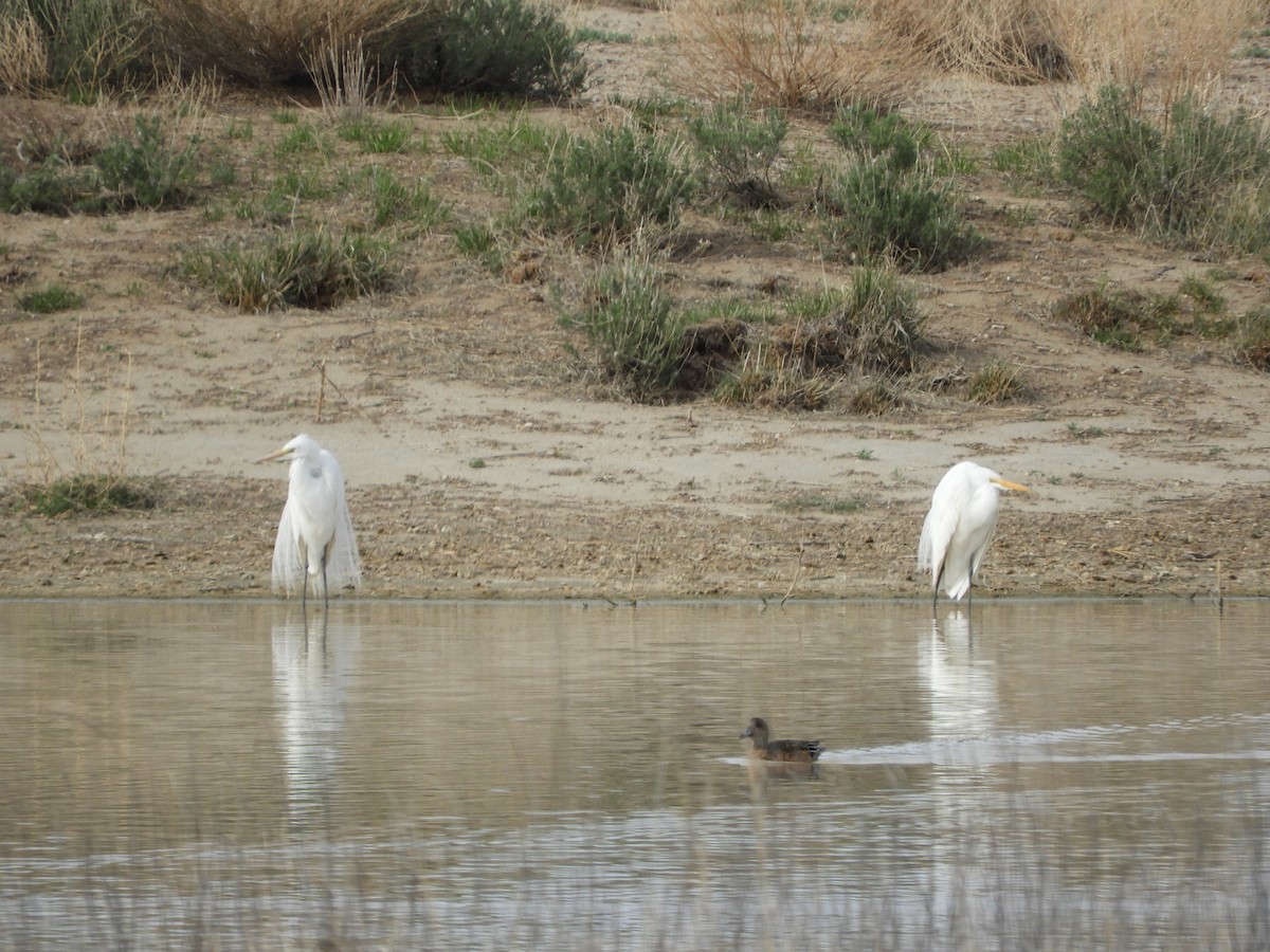 Great Egret - Thomas Bürgi