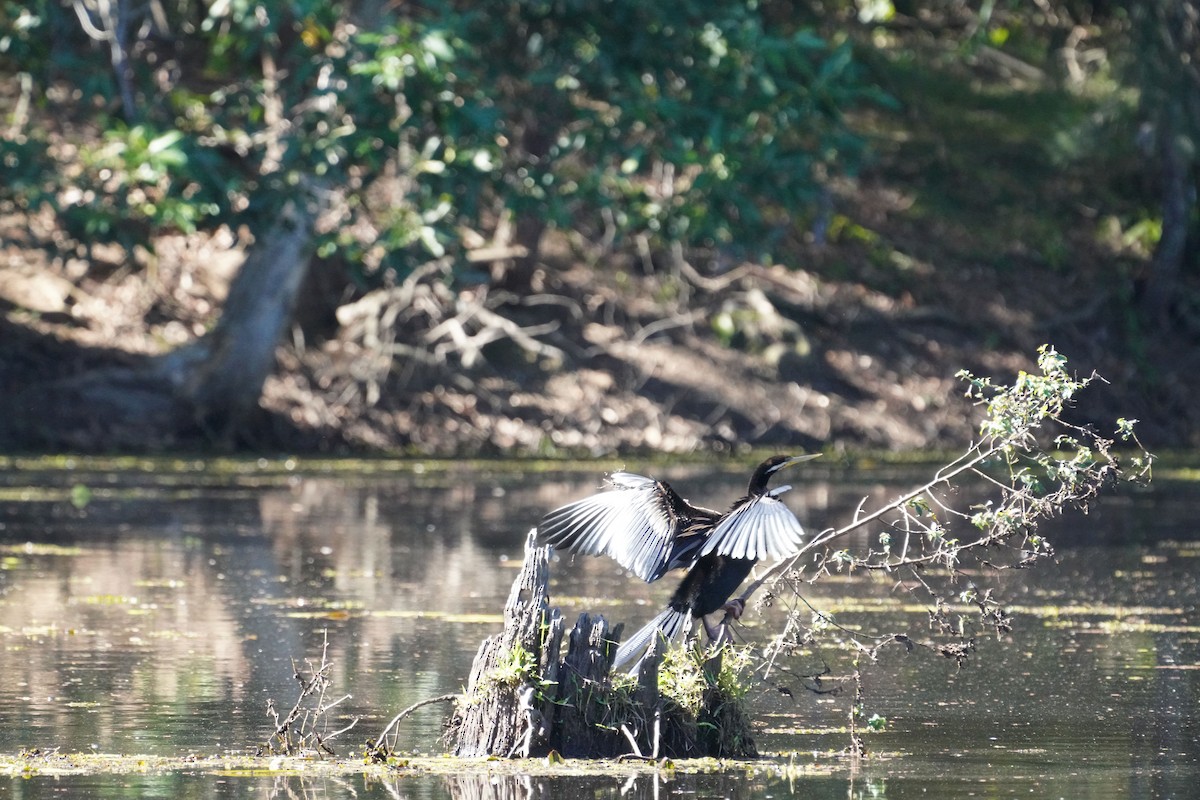 Australasian Darter - May Britton