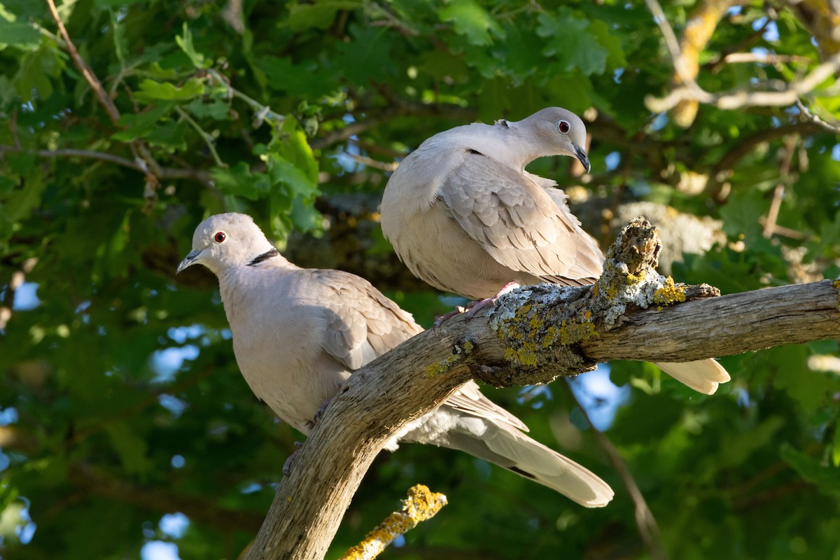 Eurasian Collared-Dove - Carsten Sekula