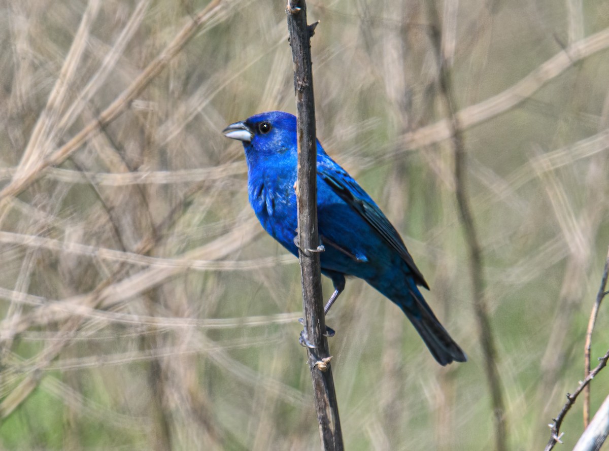 Indigo Bunting - Bert Filemyr