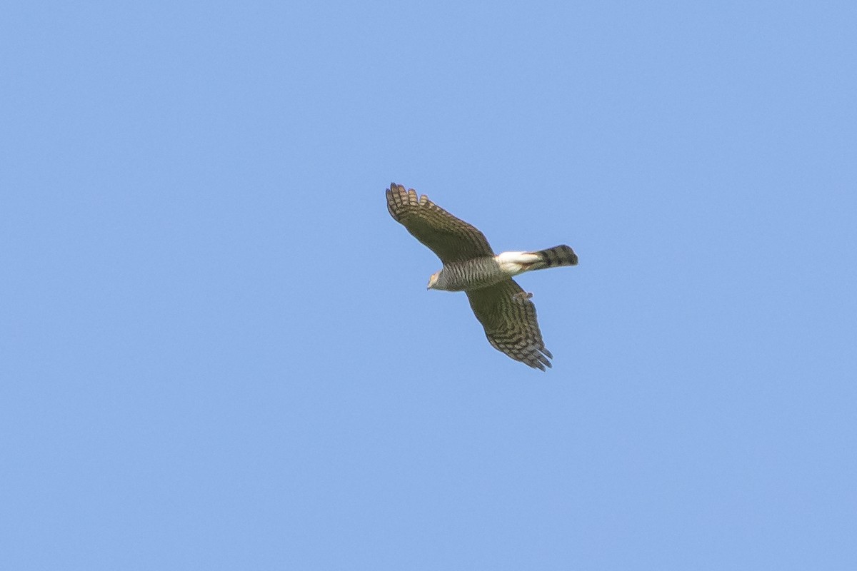 Eurasian Sparrowhawk - Carsten Sekula