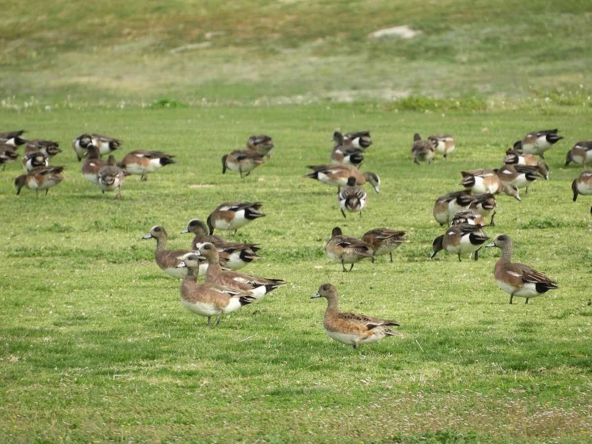 American Wigeon - Thomas Bürgi