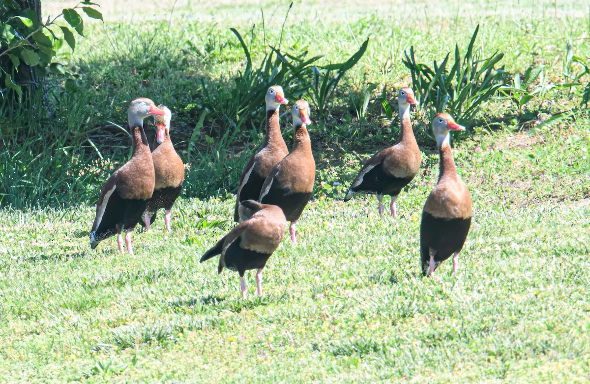 Black-bellied Whistling-Duck - Bert Filemyr