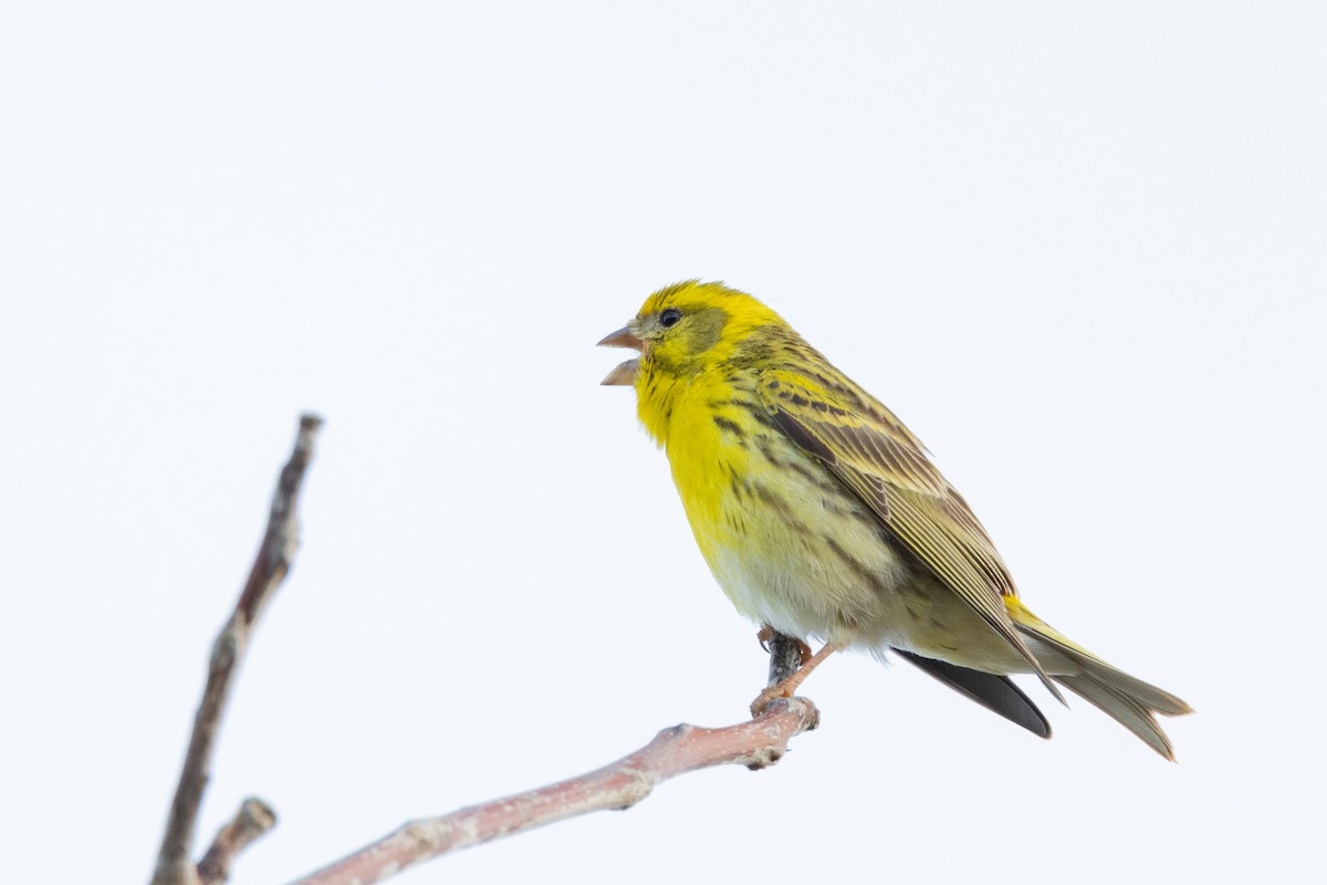 European Serin - Carsten Sekula