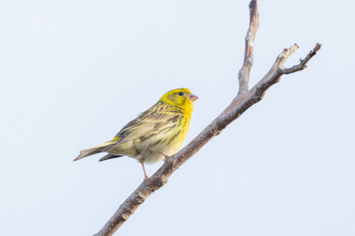 European Serin - Carsten Sekula