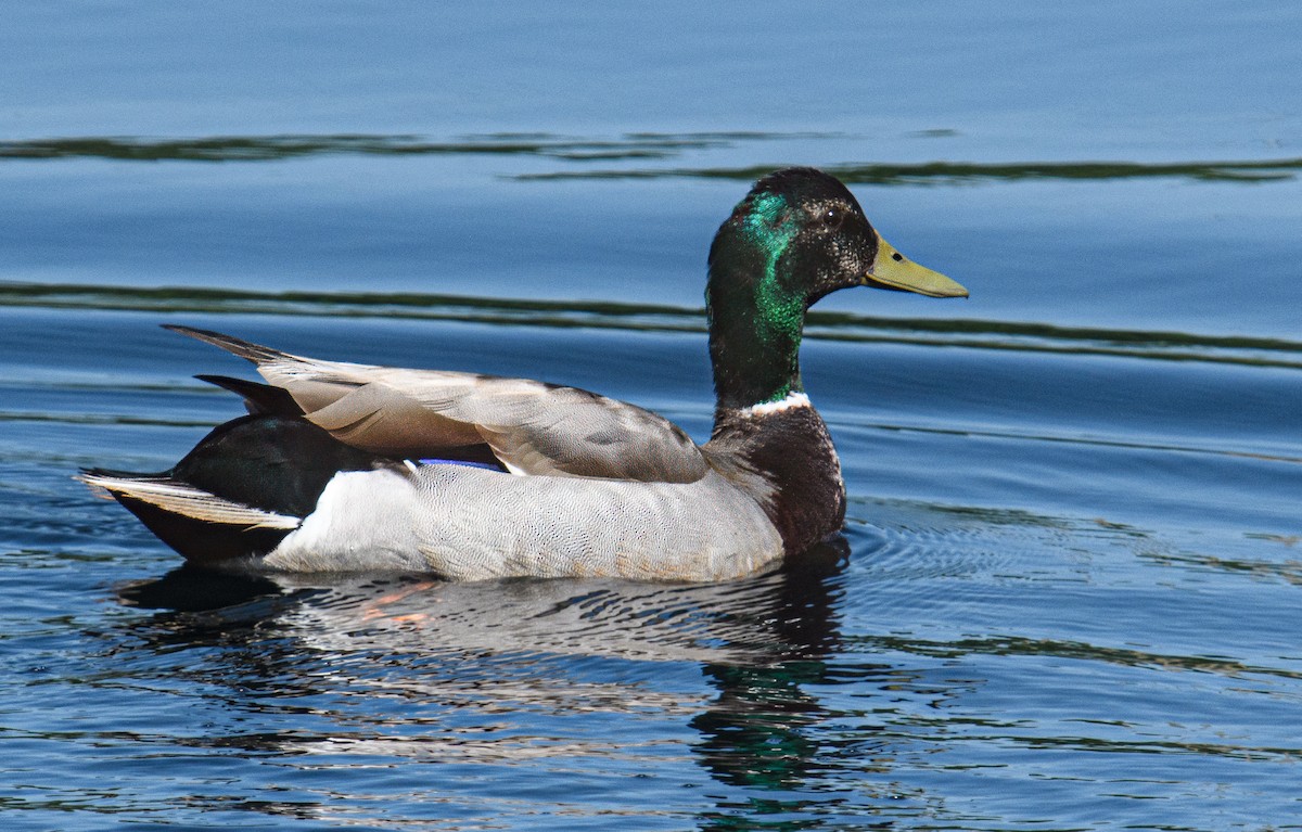 Mallard - Bert Filemyr