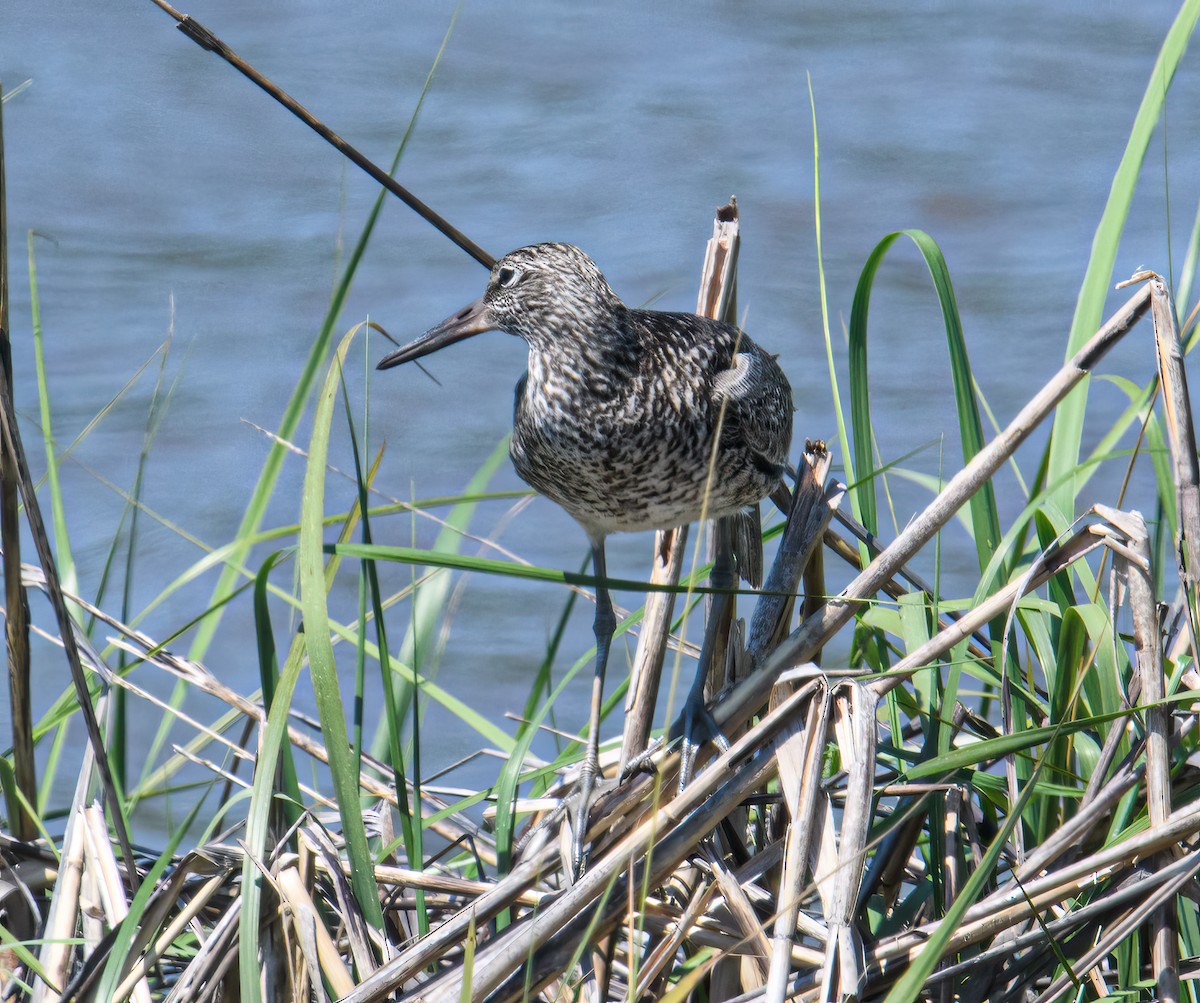 Willet - Bert Filemyr