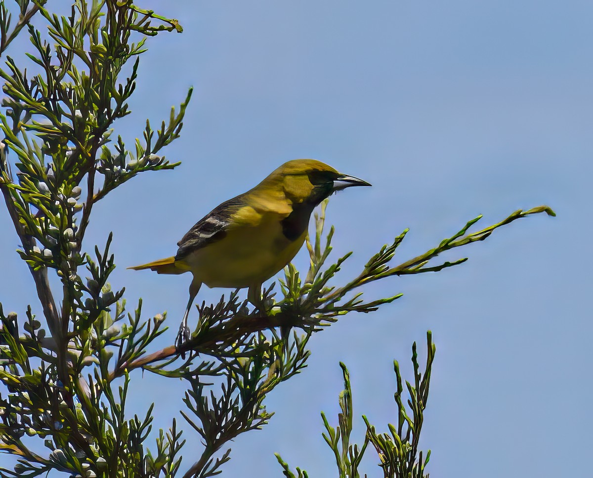 Orchard Oriole - Bert Filemyr