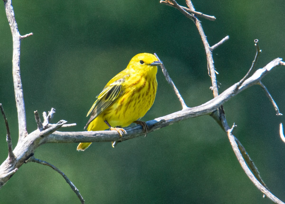 Yellow Warbler - Bert Filemyr