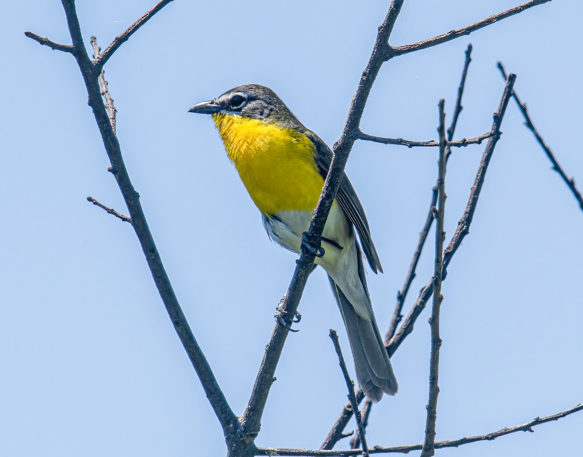 Yellow-breasted Chat - Bert Filemyr