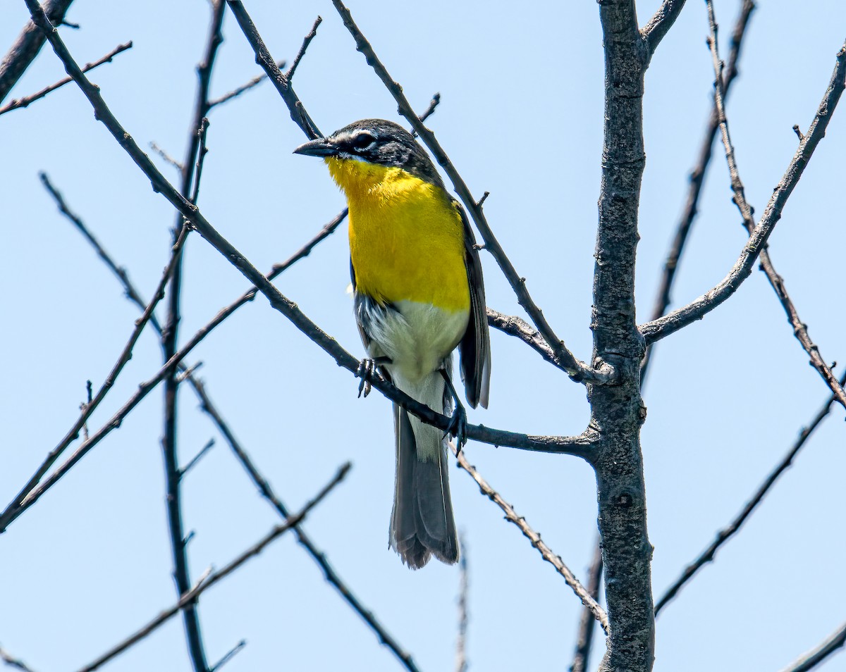 Yellow-breasted Chat - Bert Filemyr