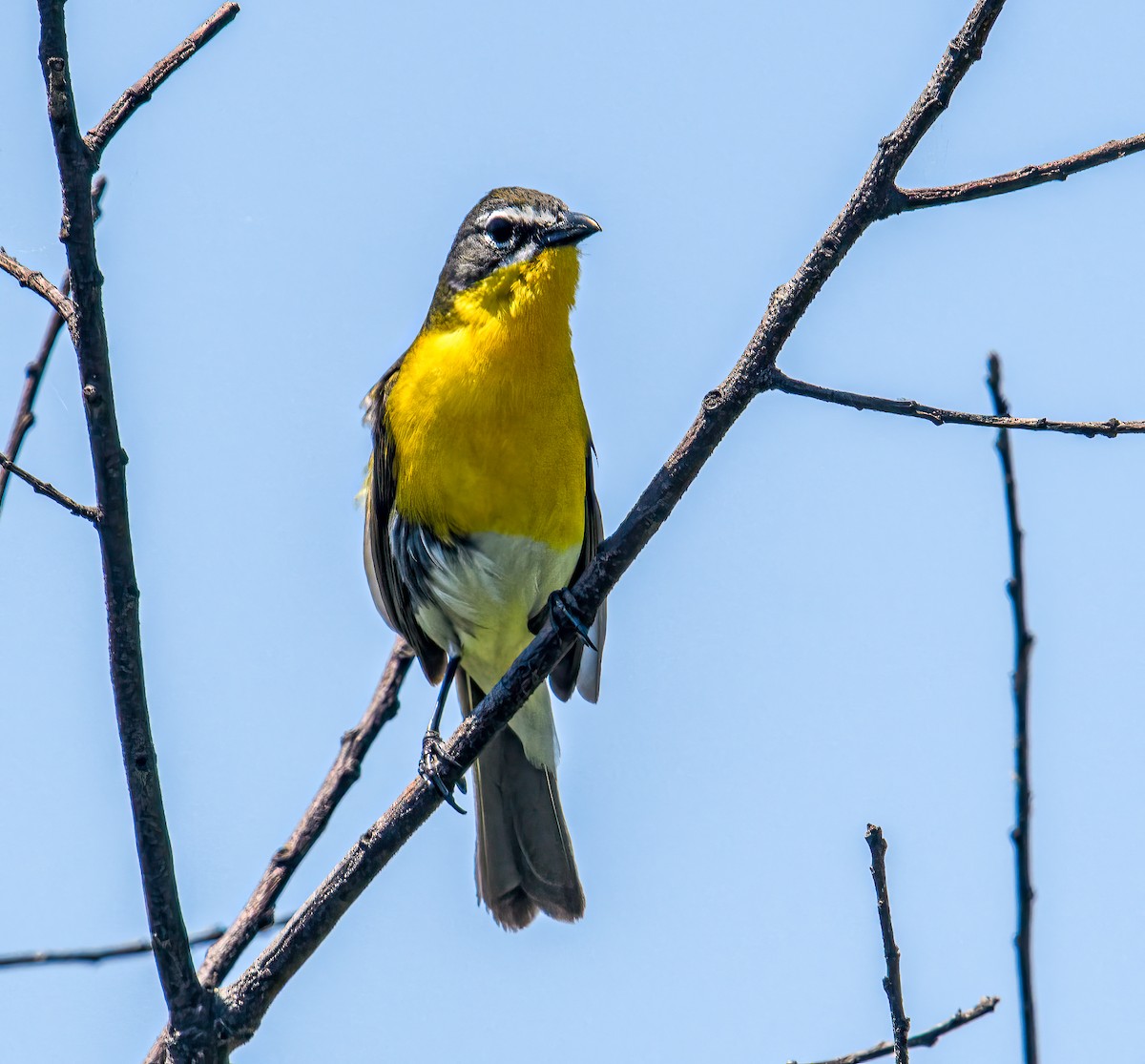 Yellow-breasted Chat - Bert Filemyr