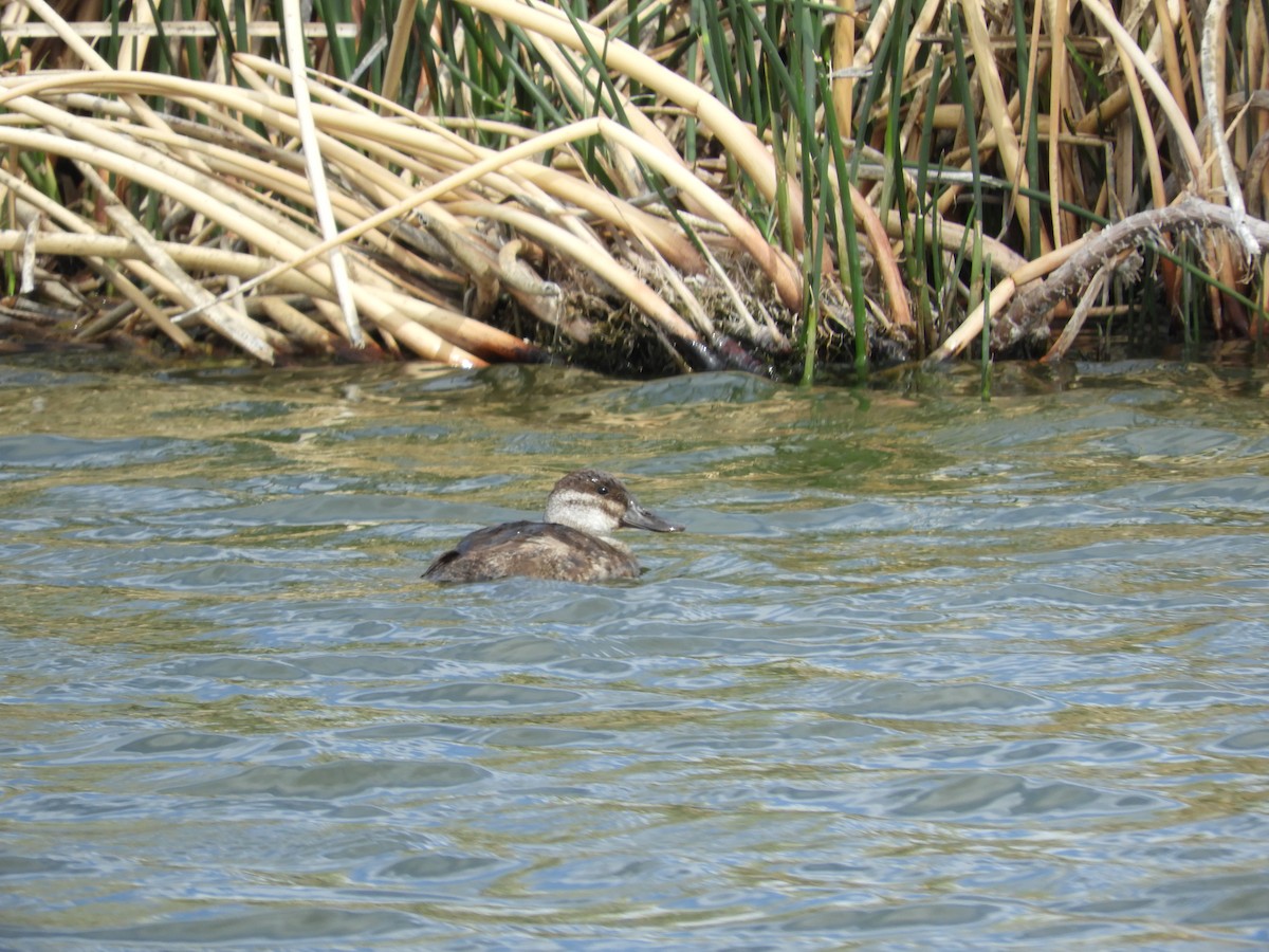 Ruddy Duck - ML619479319