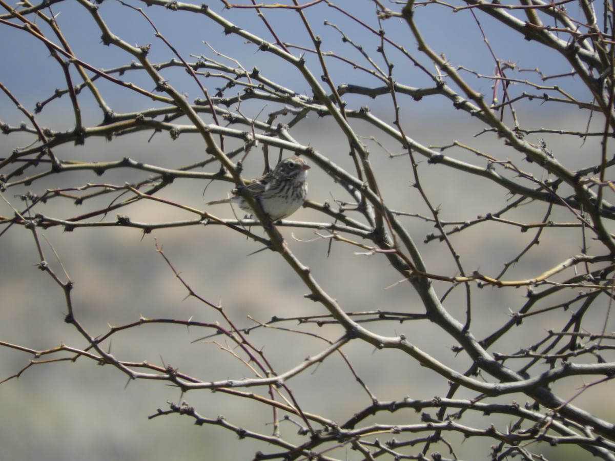 Vesper Sparrow - Thomas Bürgi