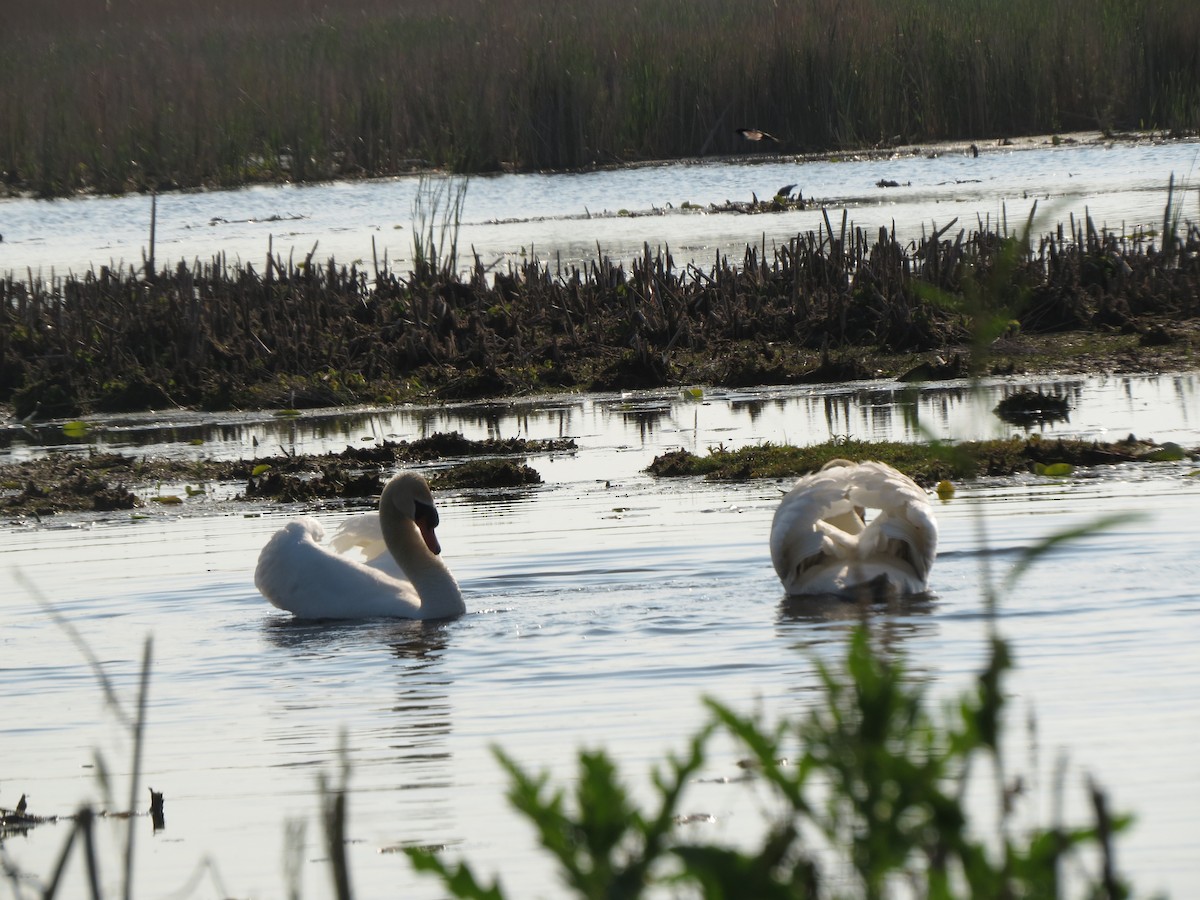 Mute Swan - Melanie Mitchell