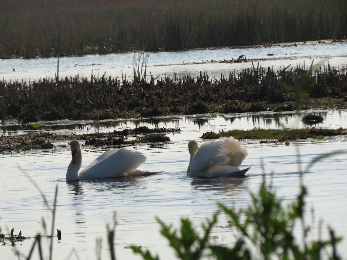 Mute Swan - Melanie Mitchell