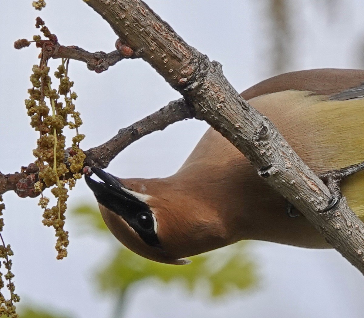 Cedar Waxwing - Doug Swartz