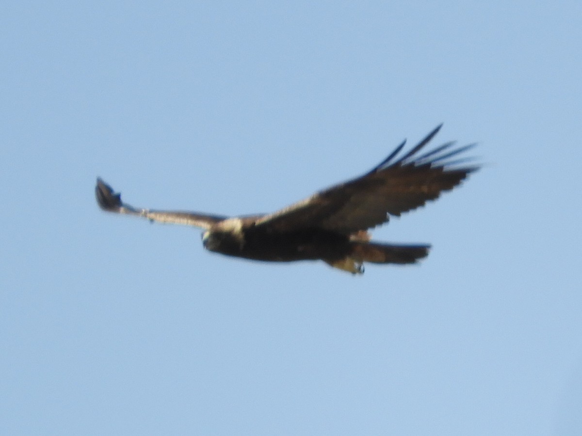 Golden Eagle - Thomas Bürgi