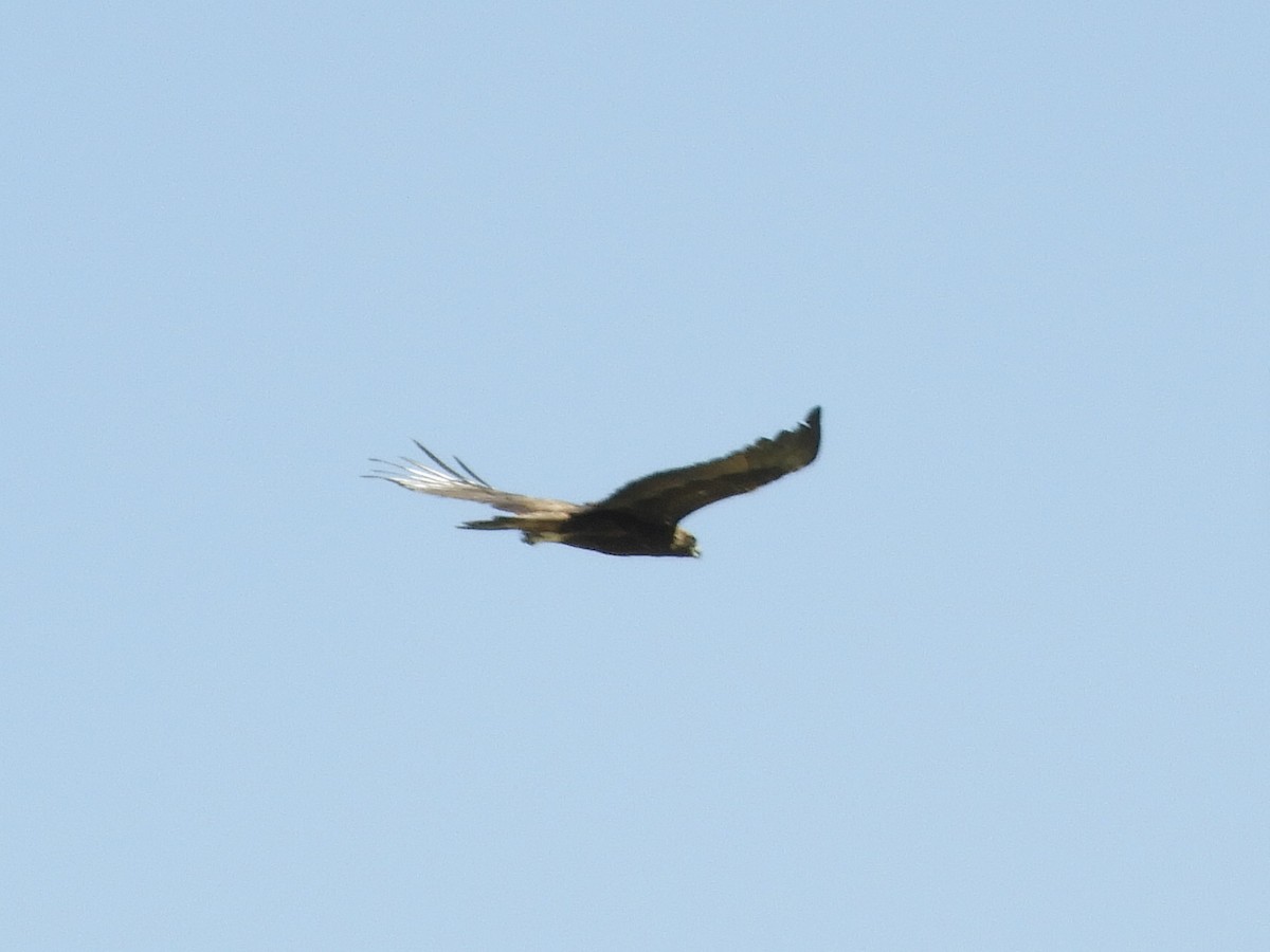 Golden Eagle - Thomas Bürgi