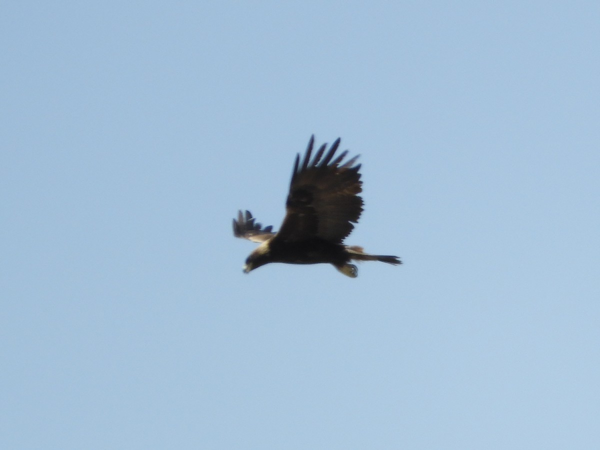 Águila Real - ML619479353