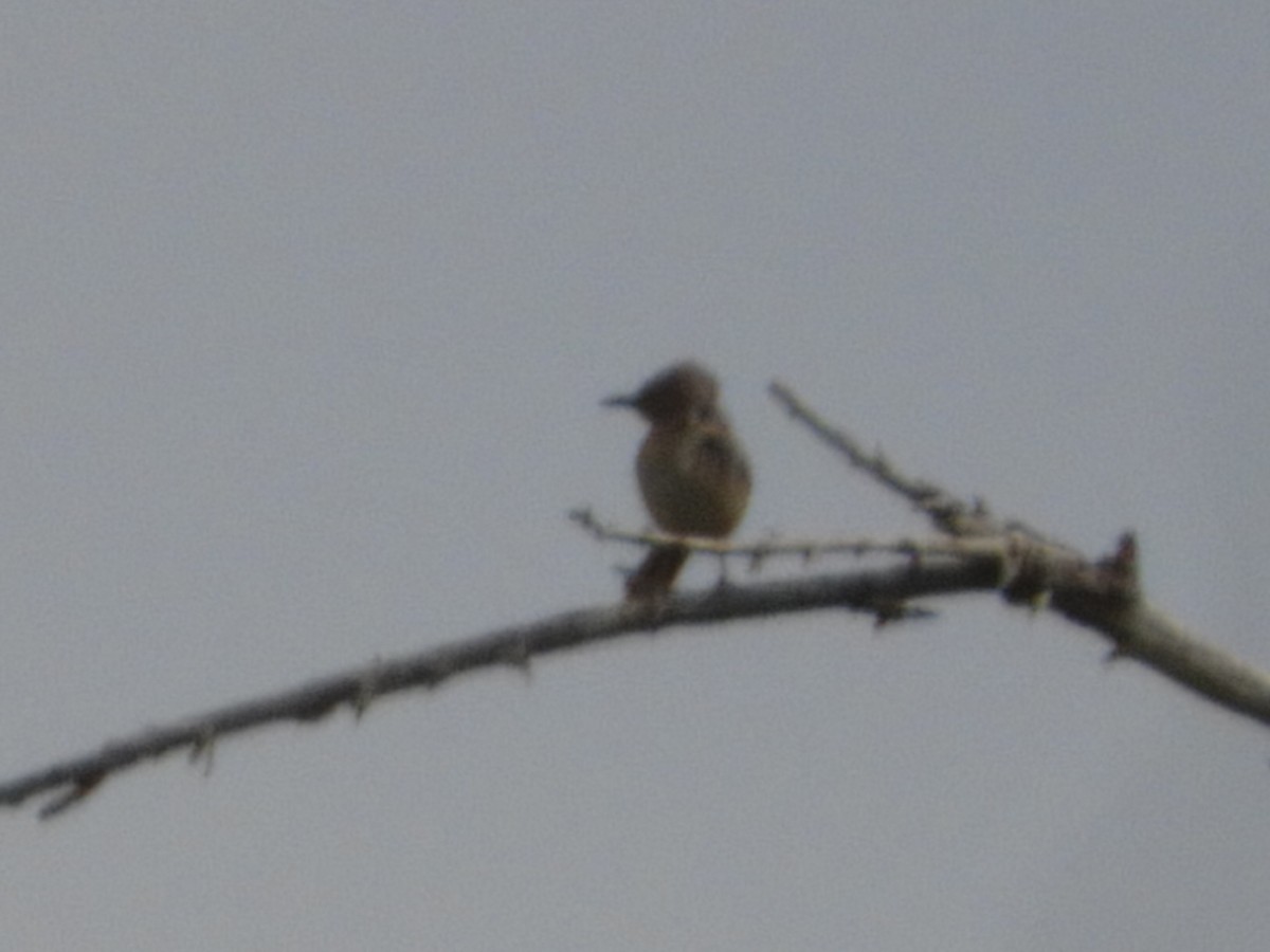 Bendire's Thrasher - Thomas Bürgi