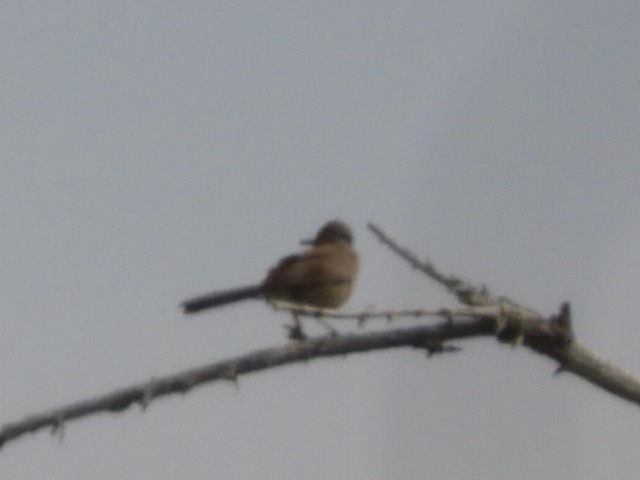 Bendire's Thrasher - Thomas Bürgi