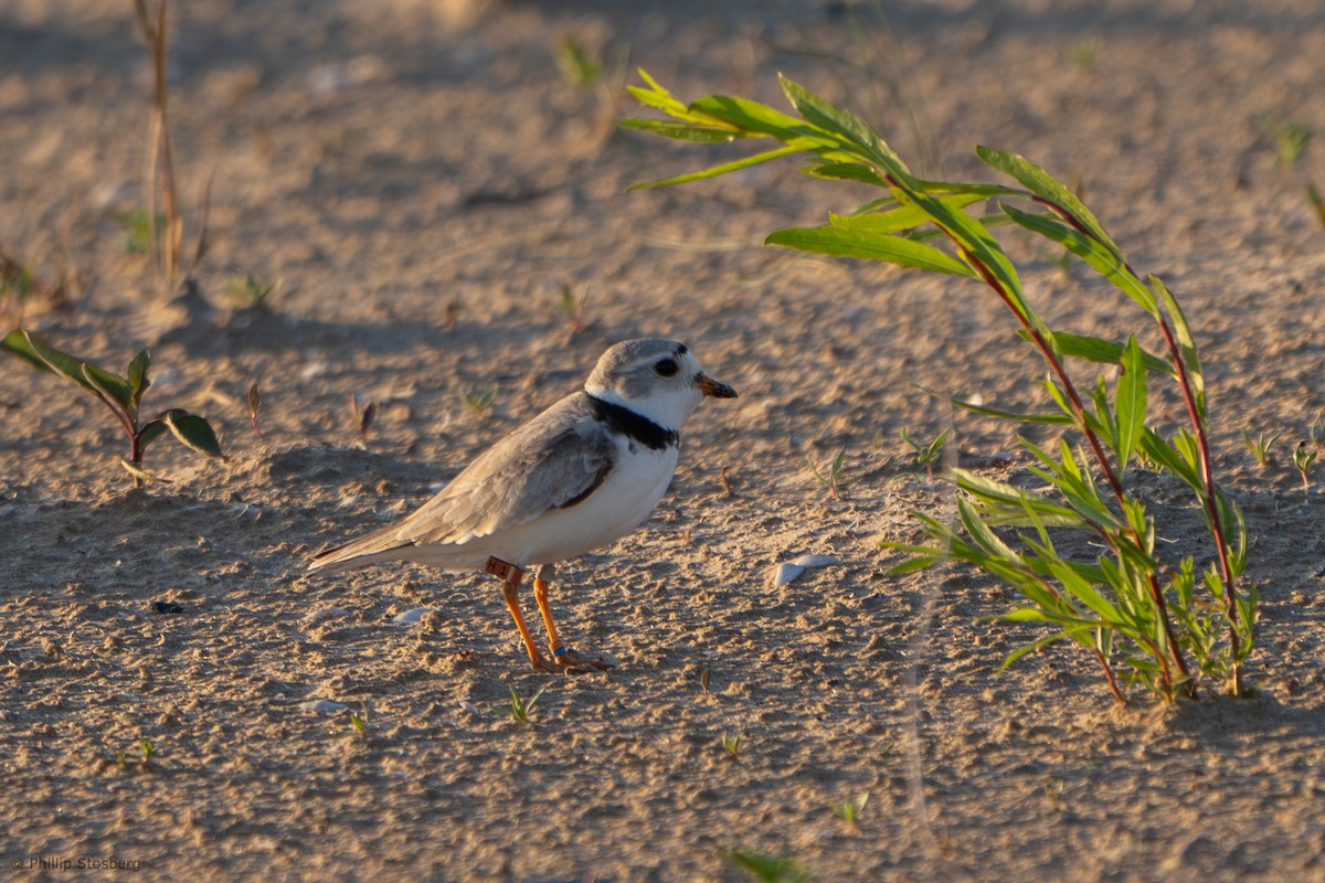 Piping Plover - Phillip Stosberg