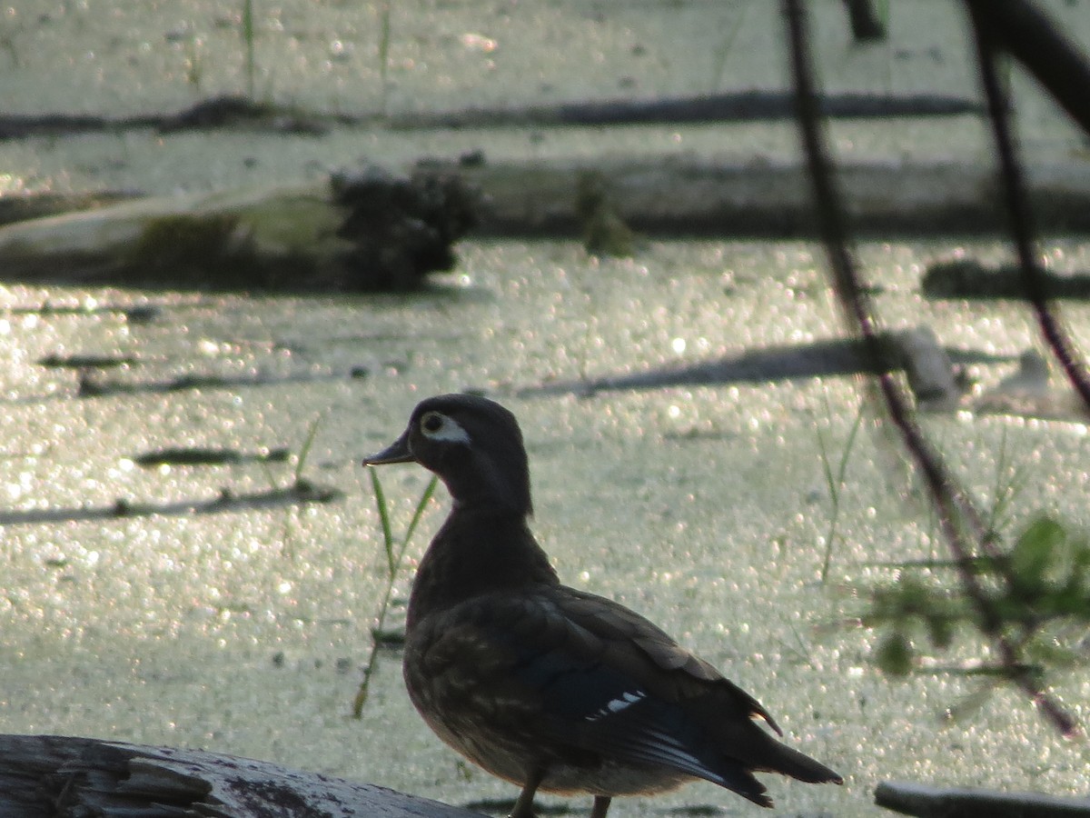 Wood Duck - Melanie Mitchell