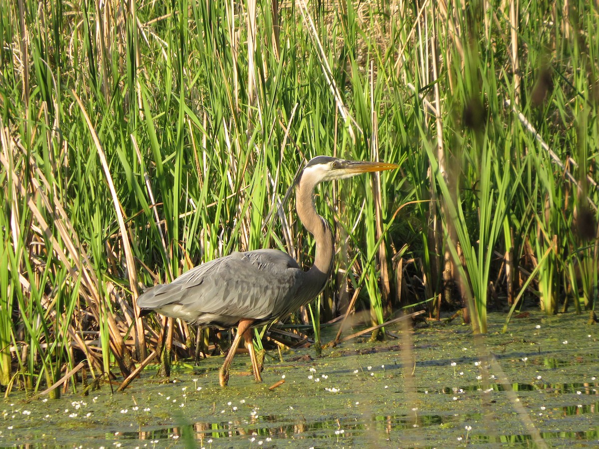 Great Blue Heron - Melanie Mitchell