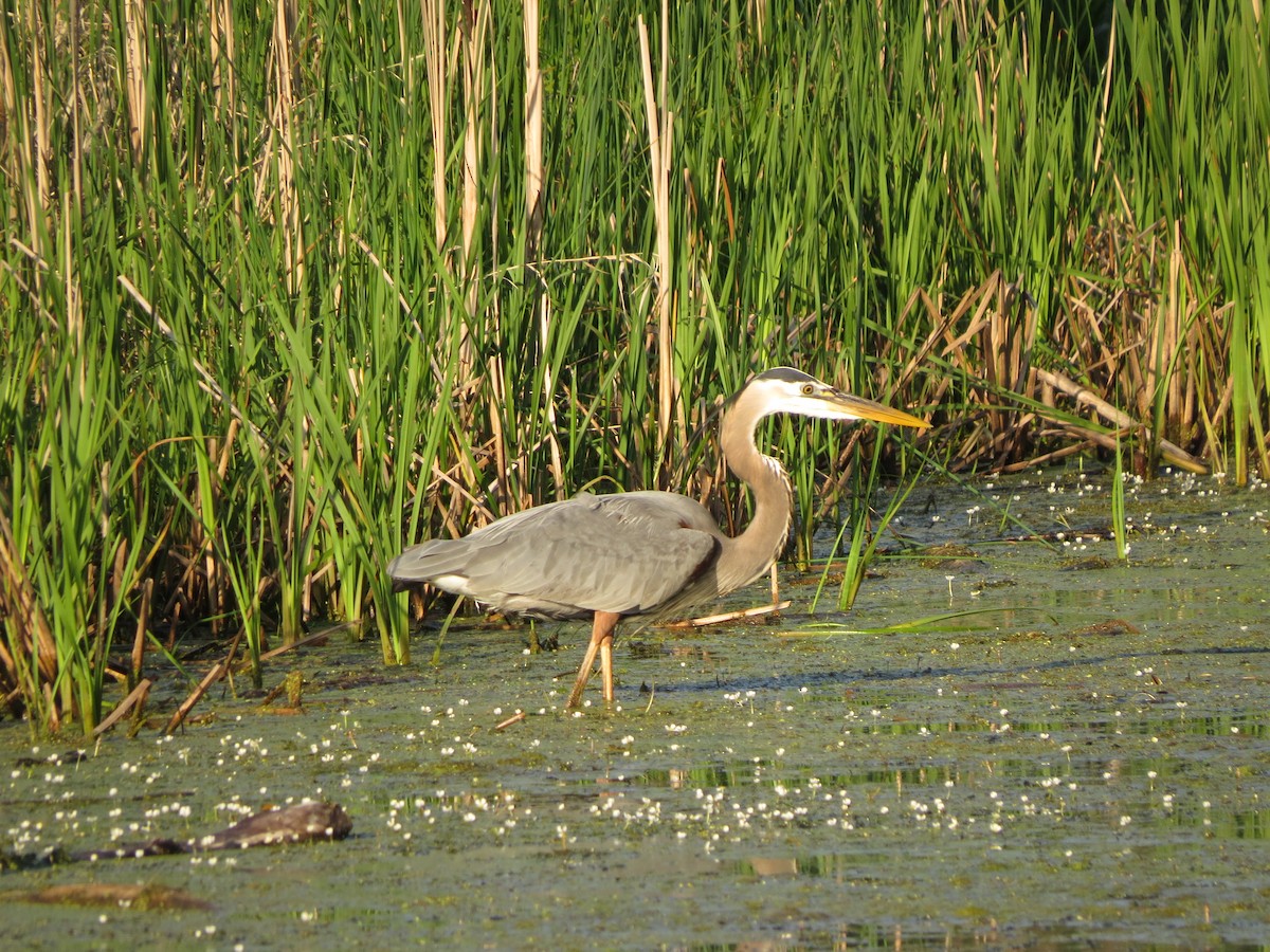 Great Blue Heron - Melanie Mitchell