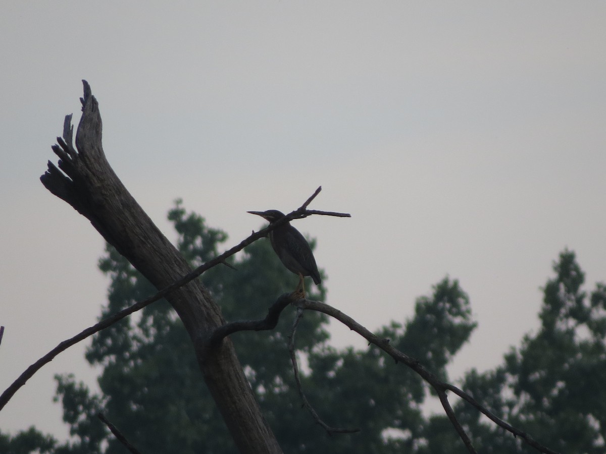 Green Heron - Melanie Mitchell