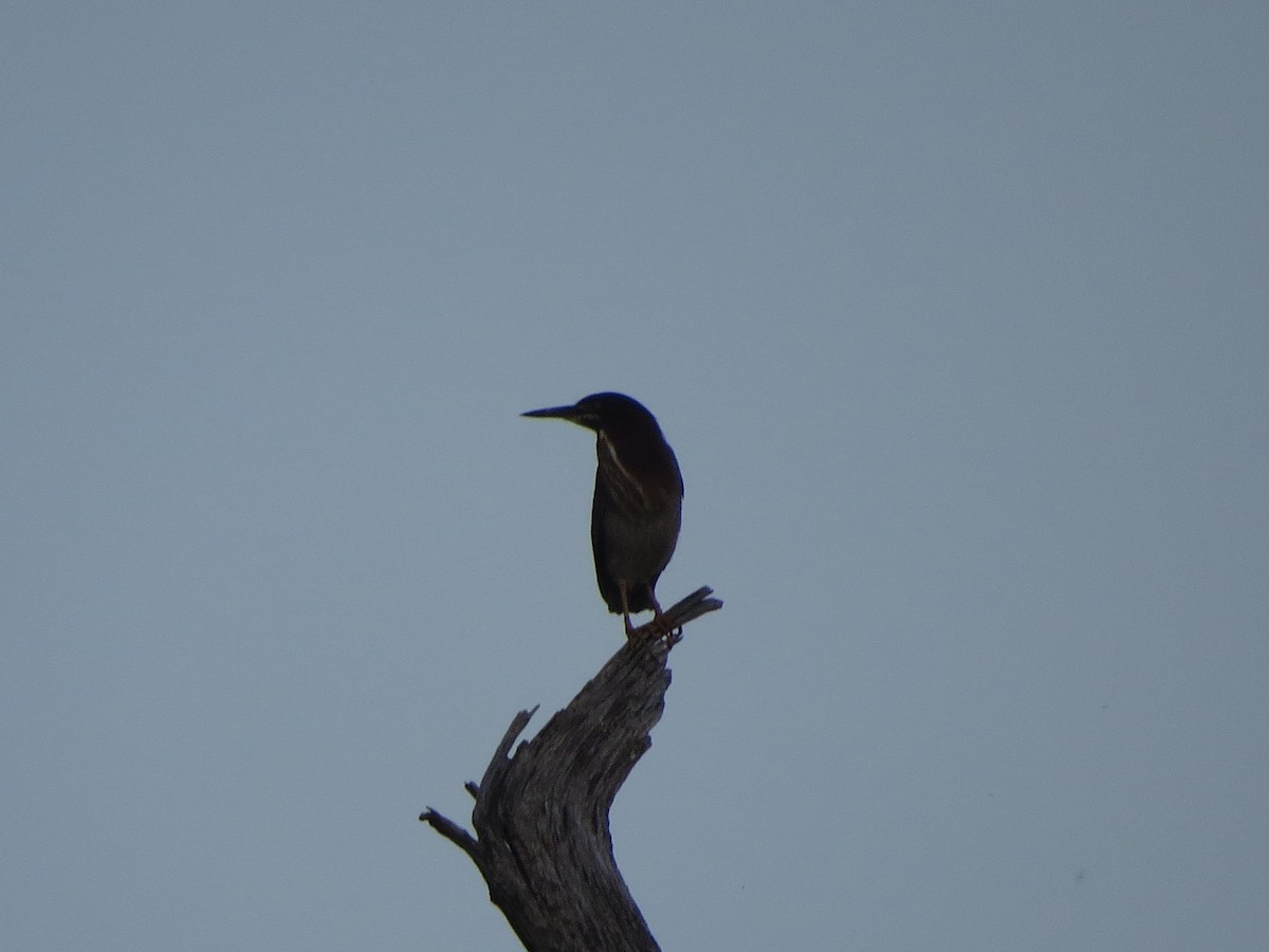 Green Heron - Melanie Mitchell