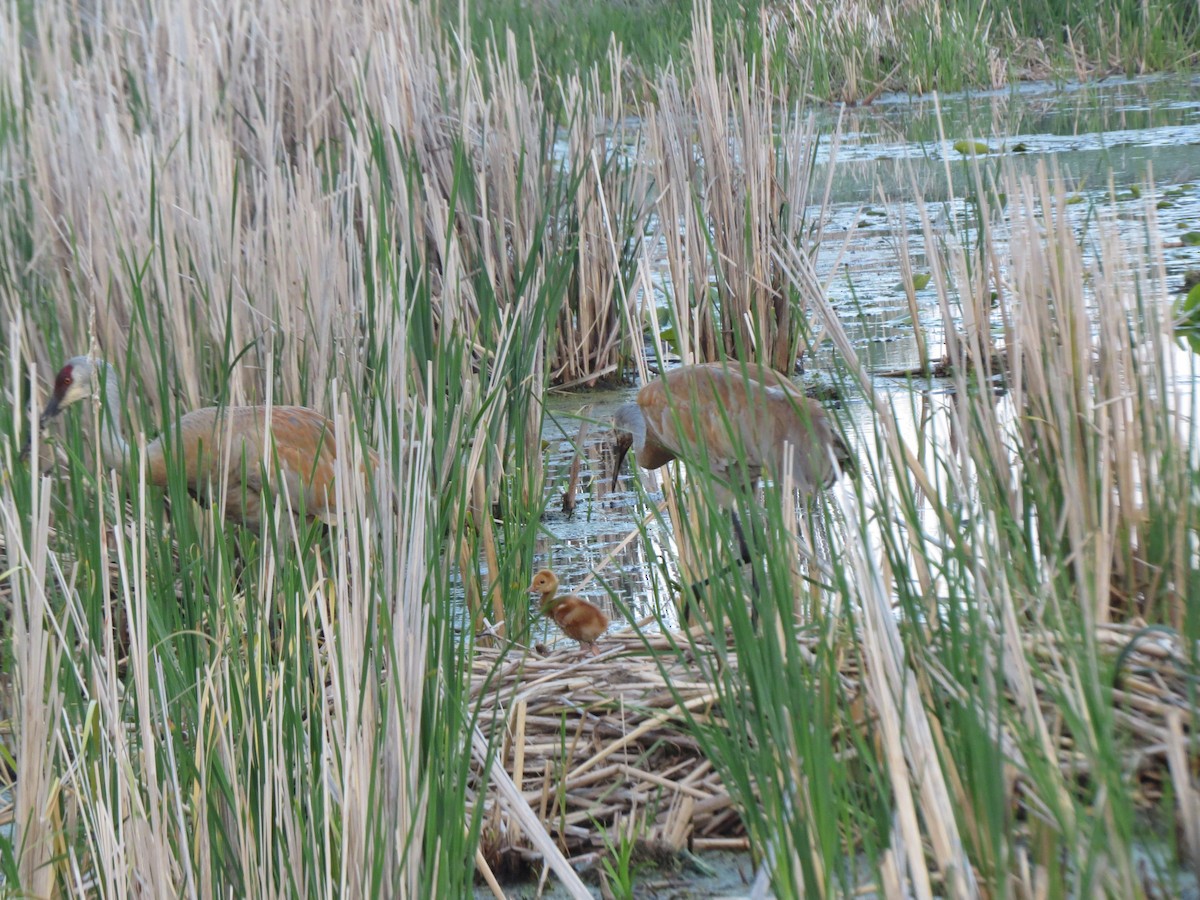 Sandhill Crane - Melanie Mitchell