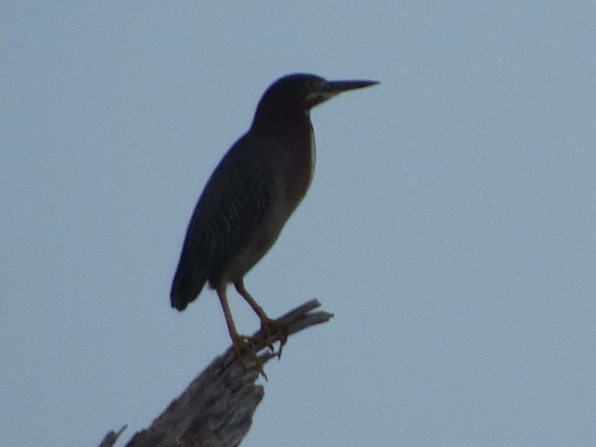 Green Heron - Melanie Mitchell