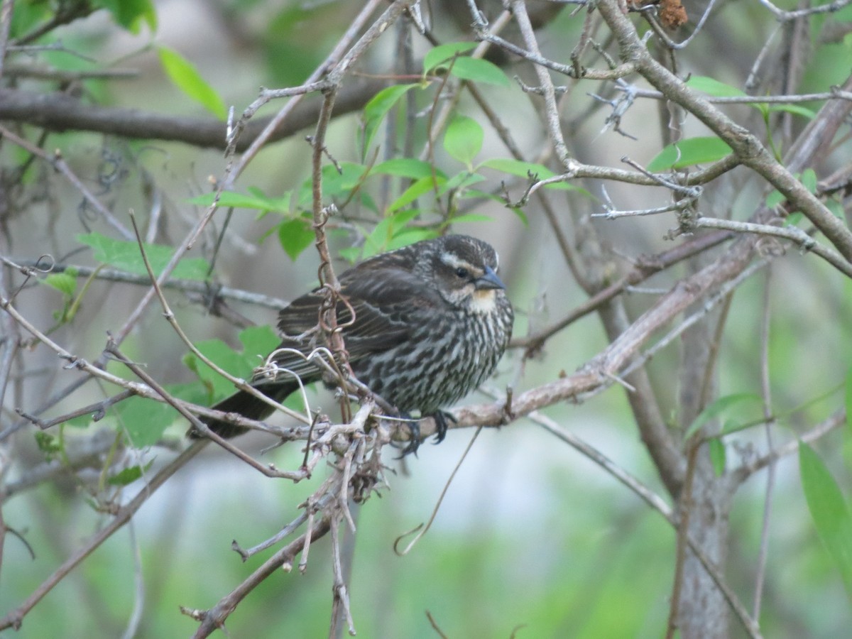 Red-winged Blackbird - Melanie Mitchell