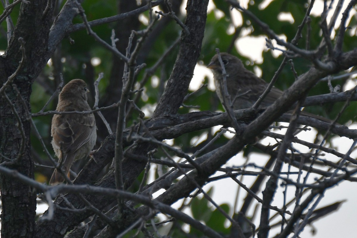 Rufous-crowned Sparrow - ML619479394