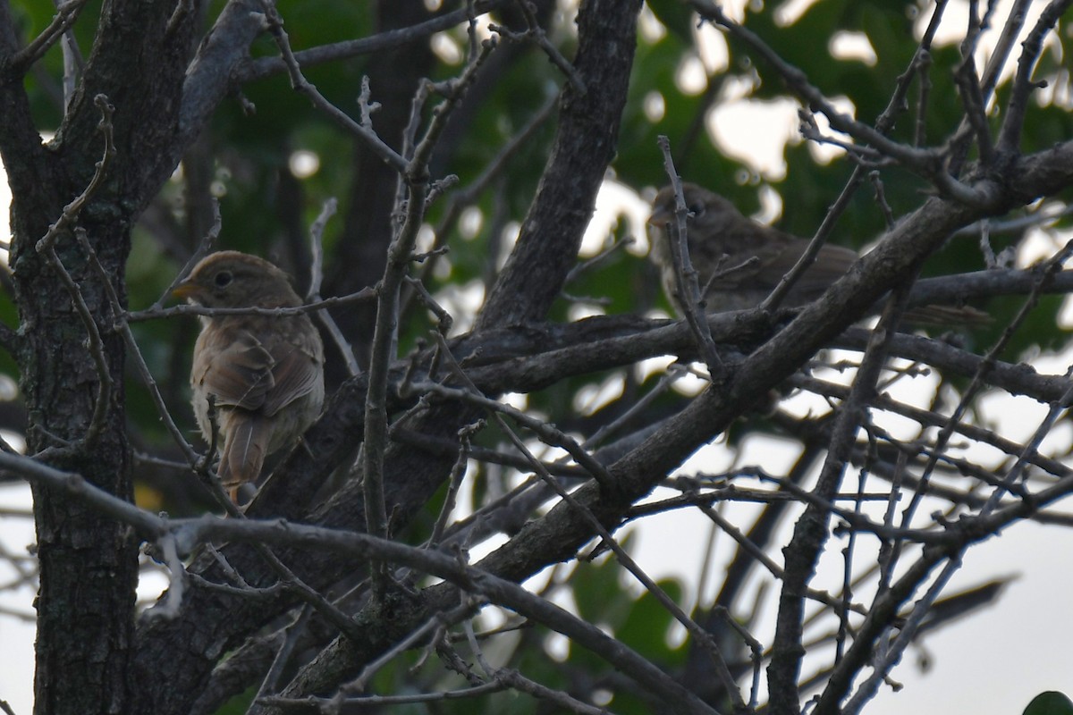 Rufous-crowned Sparrow - Carmen Ricer