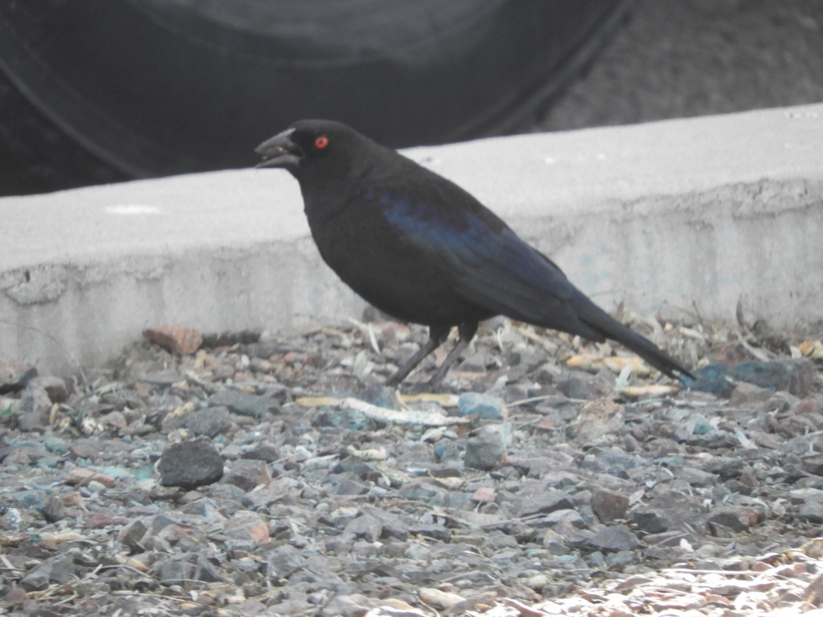 Bronzed Cowbird - Thomas Bürgi