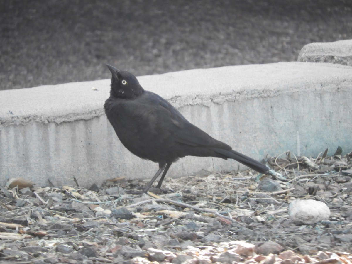 Brewer's Blackbird - Thomas Bürgi