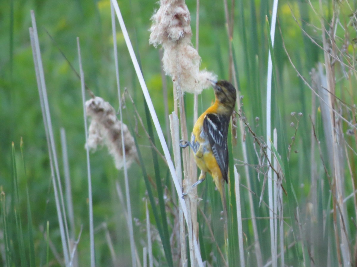 Baltimore Oriole - Melanie Mitchell