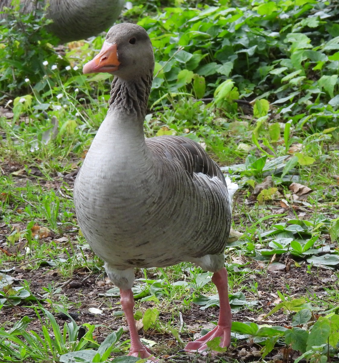 Graylag Goose - Susanne Meidel