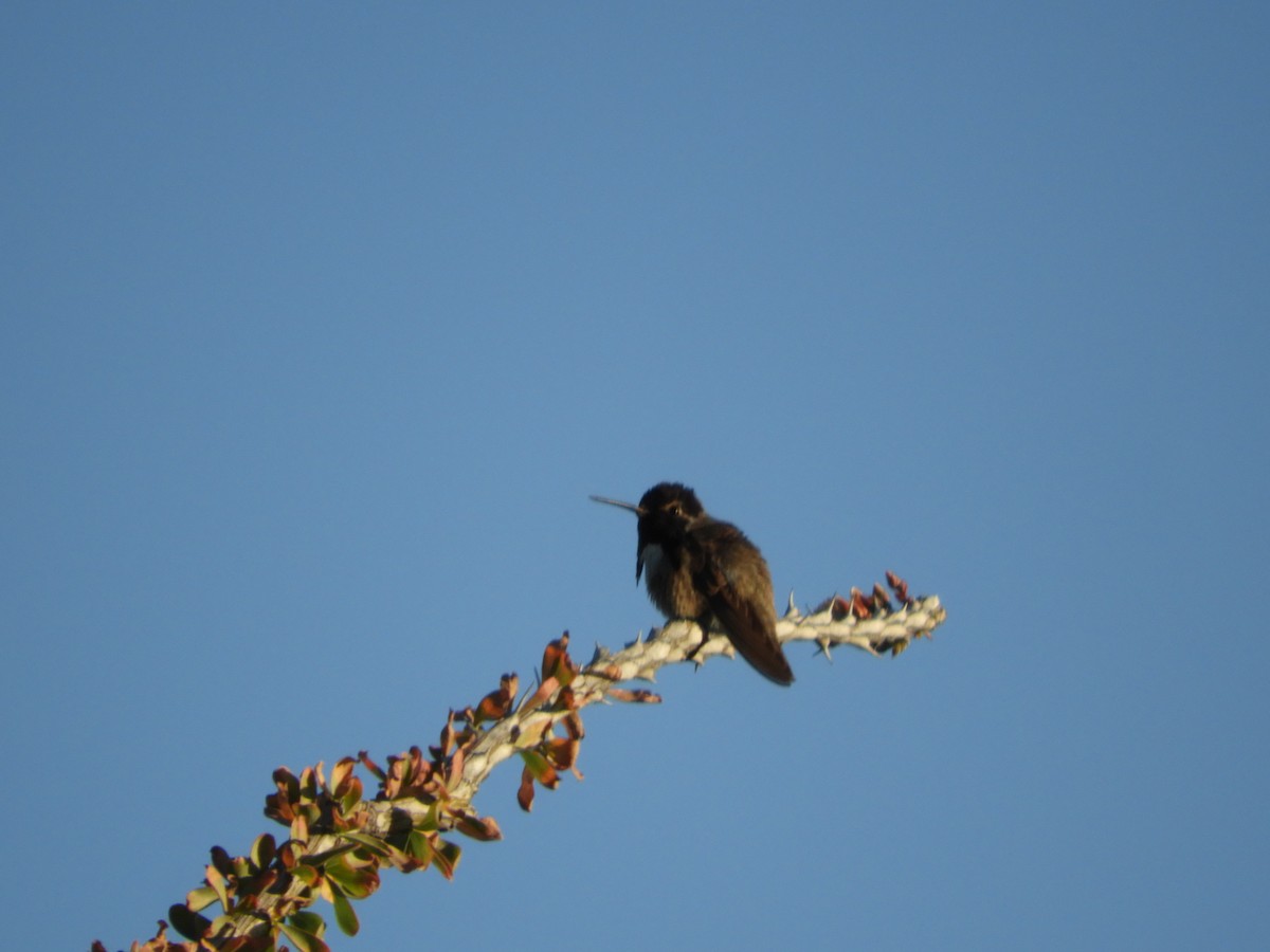 Costa's Hummingbird - Thomas Bürgi