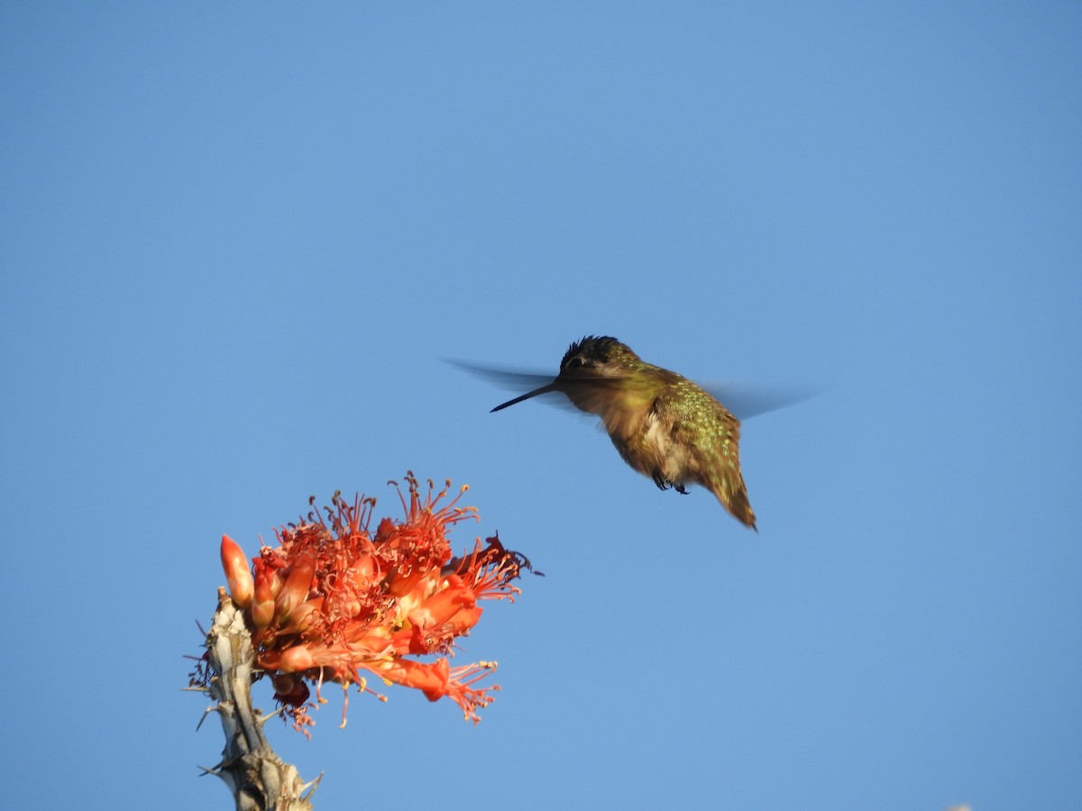 Costa's Hummingbird - Thomas Bürgi