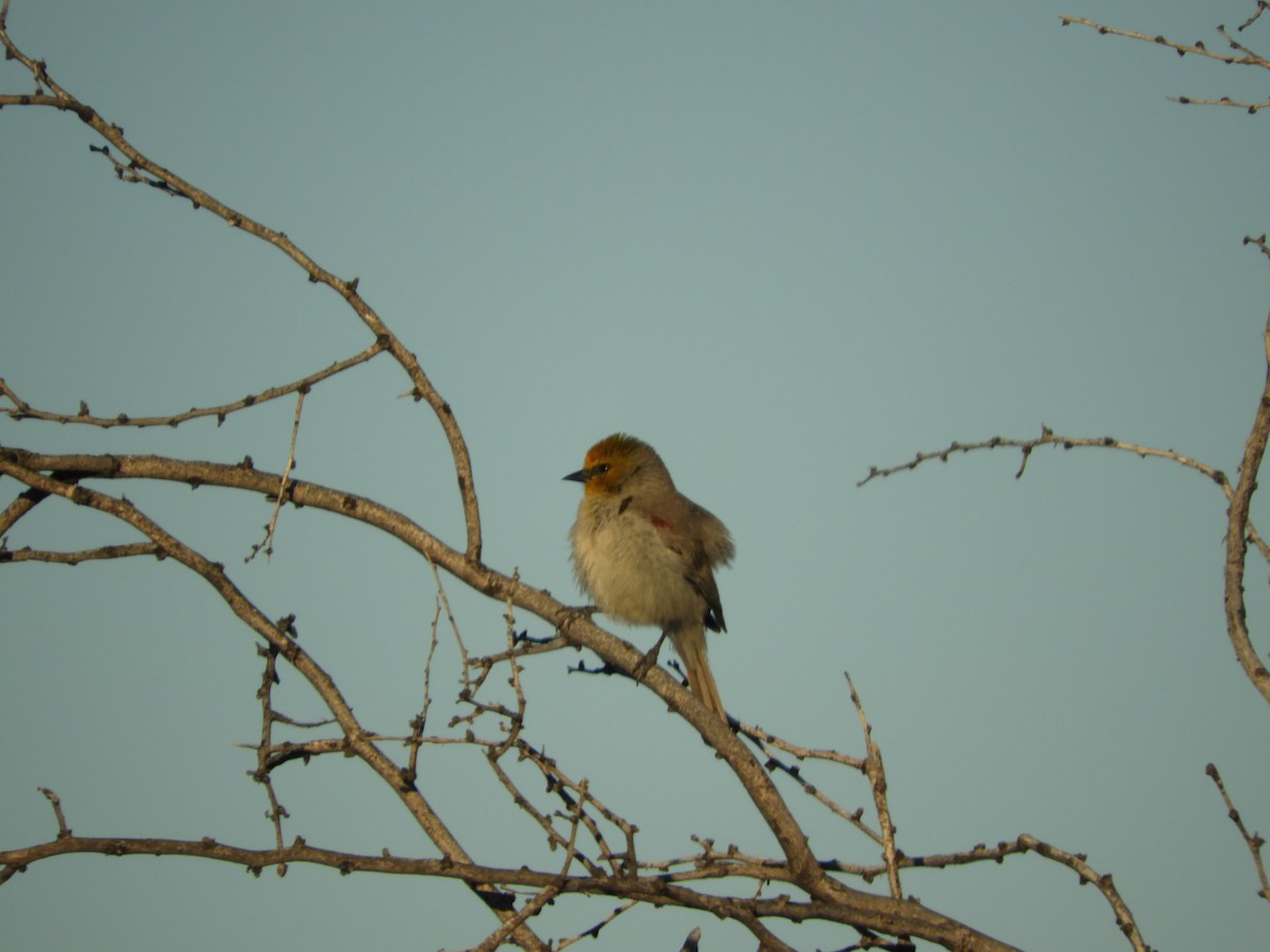 Verdin - Thomas Bürgi