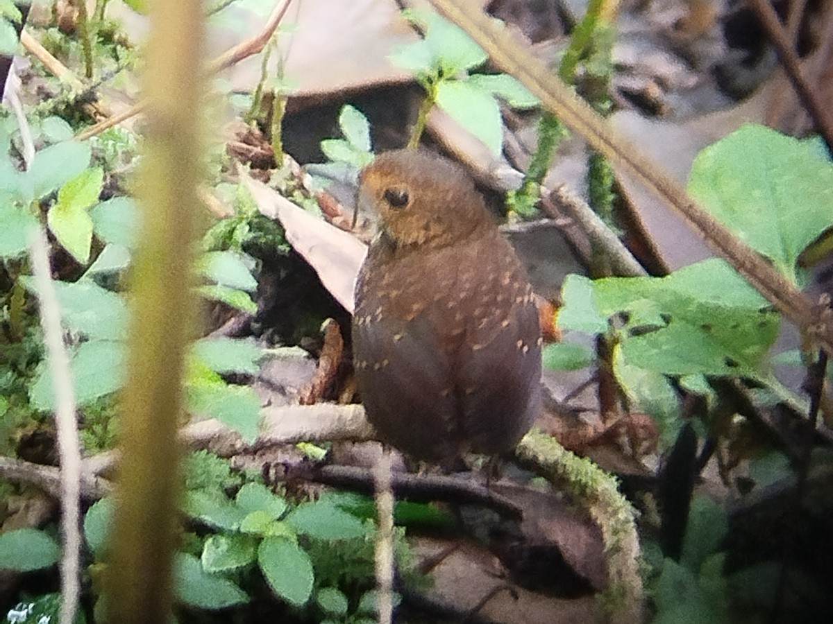 Pygmy Cupwing - Lars Mannzen