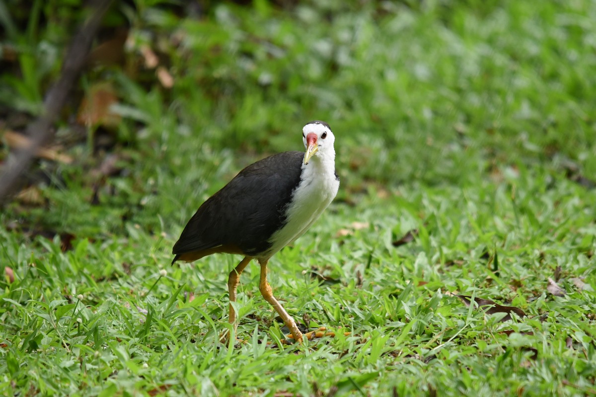 White-breasted Waterhen - Richard Chayapong