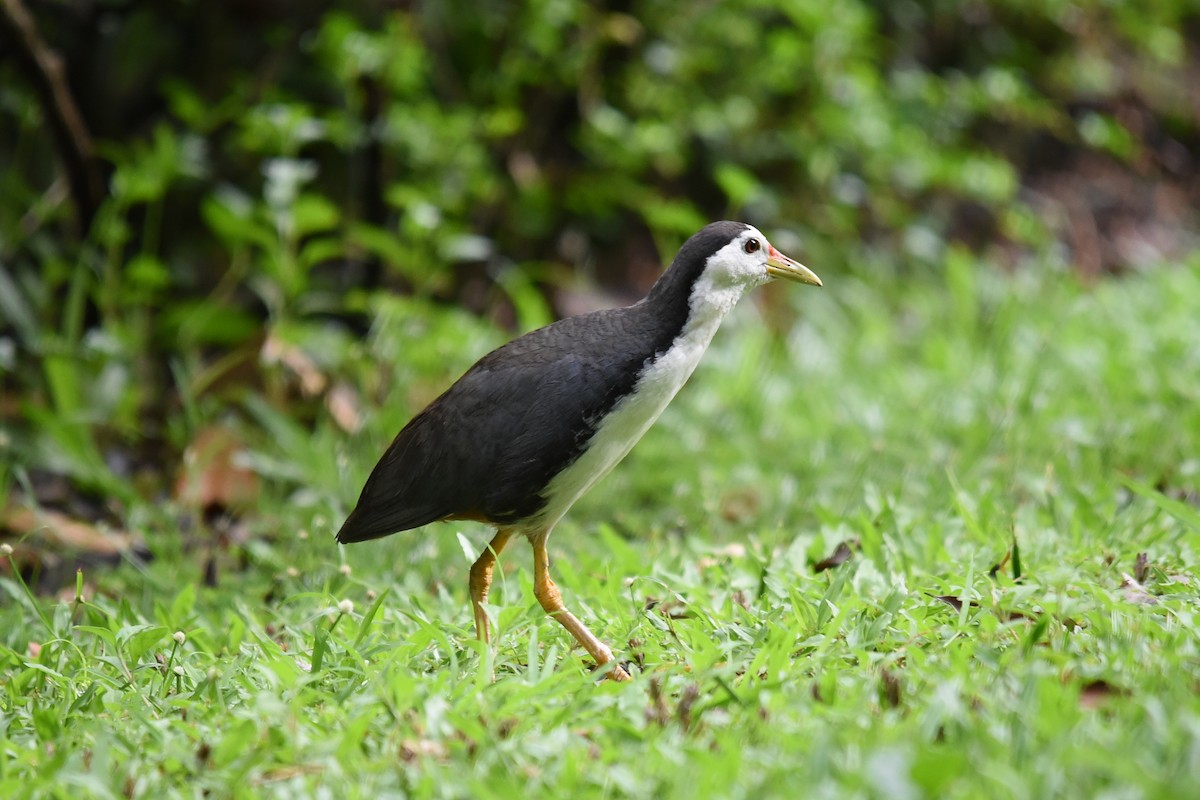 White-breasted Waterhen - Richard Chayapong