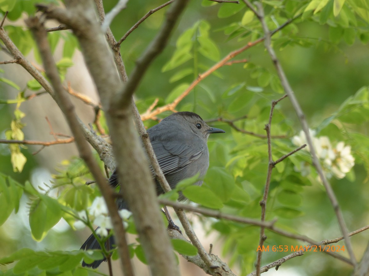 Pájaro Gato Gris - ML619479427